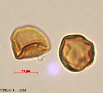 Anthurium umbraculum - lame n° 29320